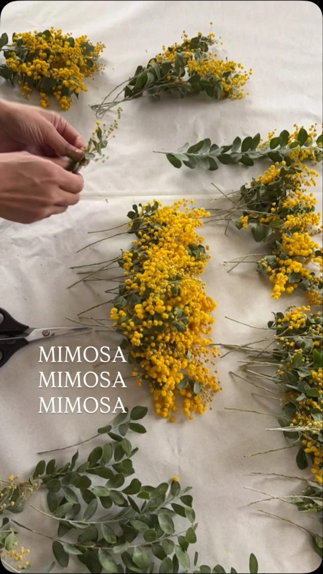 ▷ミモザイベントに向けて

ドライになっても
こんなに可愛い
パールアカシア

ほぼドライの状態で
束ねてますが
散りにくい品種🟡🌿
　
楕円型の
シルバーリーフがキレイです🌿

手乗りサイズなブーケにして

もう少し乾かしたら
おめかしをして
仕上げていきます

3/8(日) ミモザの日

2年ぶりに
ミモザのイベント『 Mimosa's  Stories 』
開催します

皆さまのお越しを
お待ちしてます☺︎☺︎☺︎

────────────────────────

▶︎▶︎▶︎ミモザのイベント開催！
3/8(日) 『 Mimosa's  Stories vol,9 』
@knutcafe
@studio_and_space_hidingblock 

▷販売イベントなので予約は不要です
▷詳細はブログをご覧ください
(ハイライトにリンク貼っています🔗)
@hananoiekurumi

・
・
・

#MimosasStories2025

・
・
・

#はなのいえくるみ
#ミモザ
#パールアカシア
#真珠葉アカシア